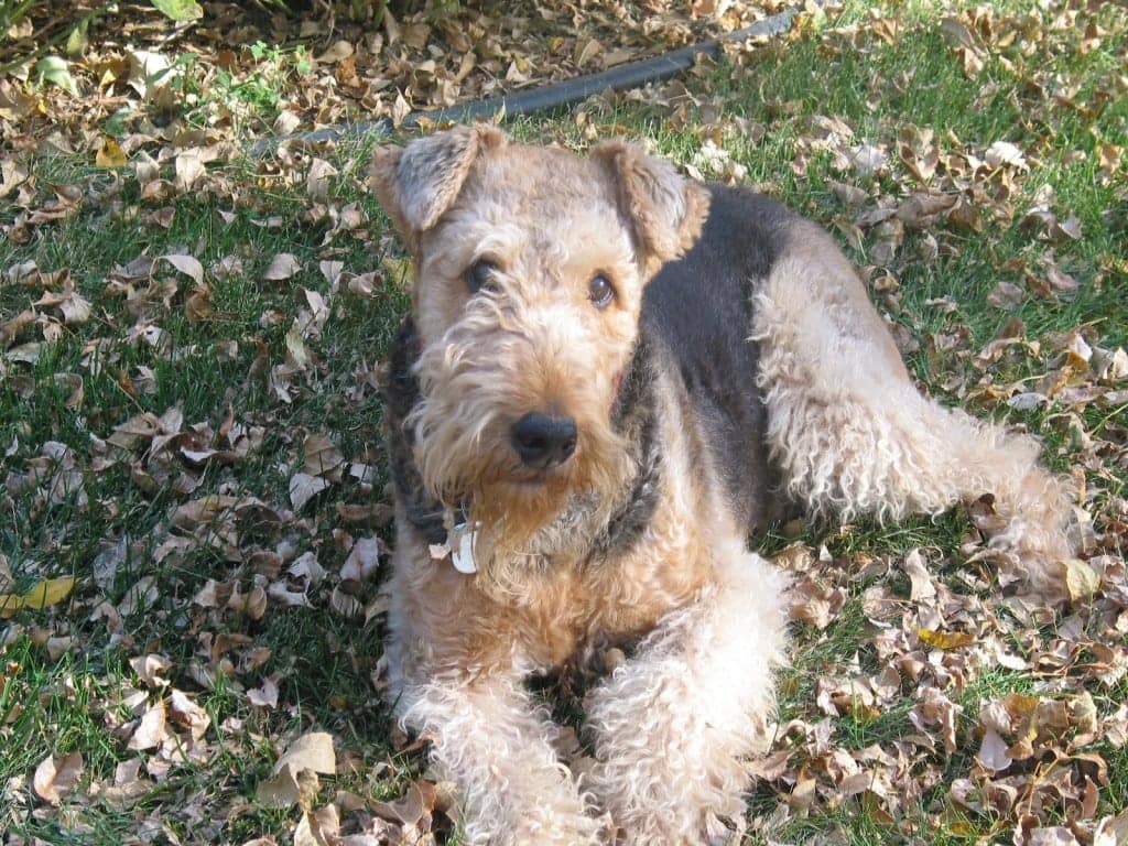 Molly-2-1024x768 Molly the Dog my beautiful Airedale
