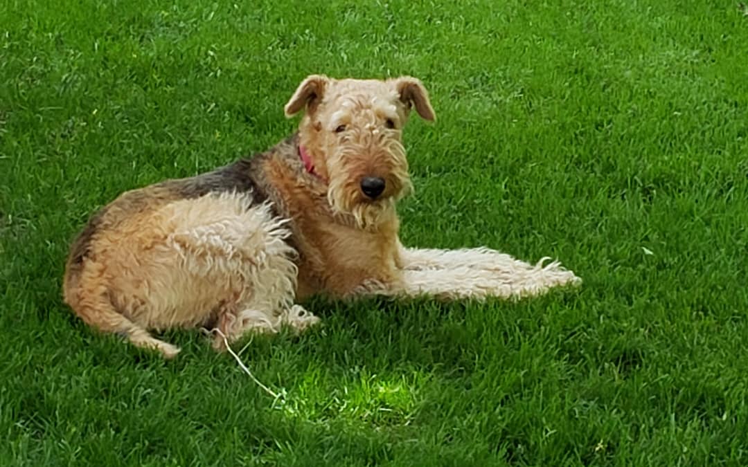 Forget the Expensive Lawn Service and Go It Alone!