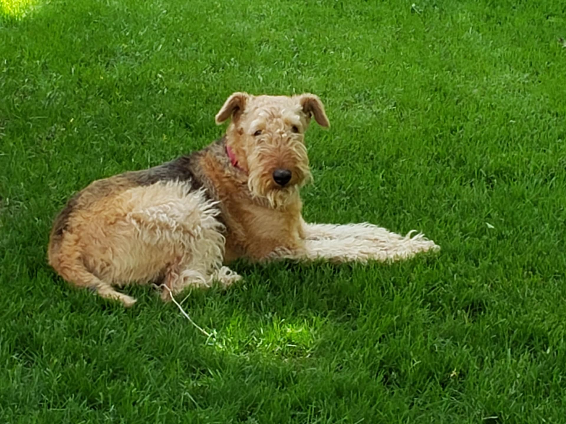 Dog sitting in the grass