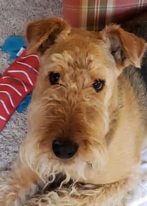 Tessy Tessy the Dog my Beautiful Airedale