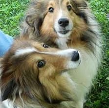 Shelties