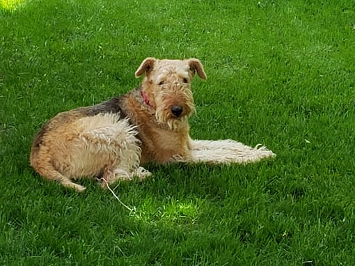 Forget the Expensive Lawn Service and Go It Alone! Forget the Expensive Lawn Service and Go It Alone!