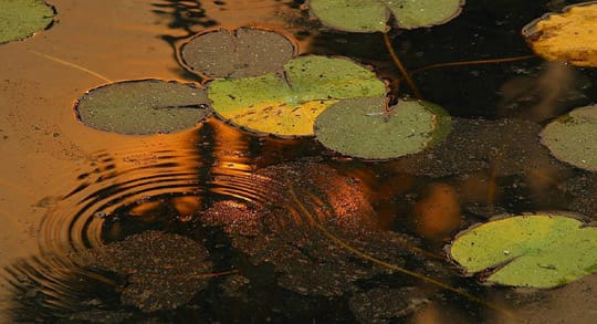 Leaves-on-water-540x293 waterfront homes in wisconsin