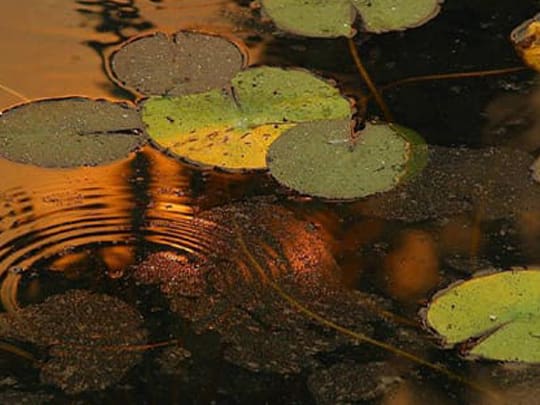 Leaves-on-water-540x405 Lilly pad leaves on the lake in fall in Dane Copunty WI