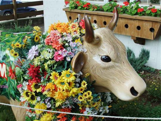 Decorated Cow in New Glarus WI in front of Ice Cream Shop