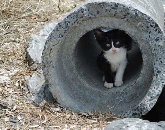 Kitten in a pipe 540 x 425 Perfect Kitten sitting in a drain pipe