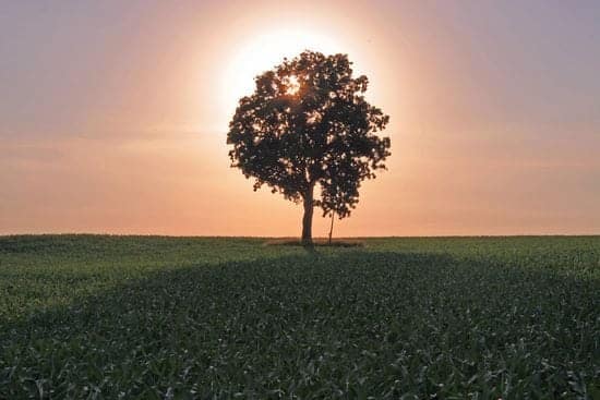 Tree blocking the sun at sunset